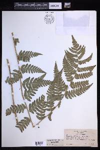 Dryopteris goldieana image