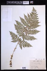 Dryopteris expansa image