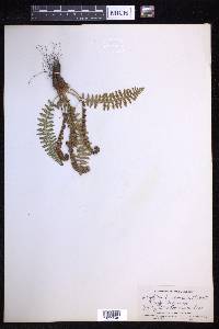 Dryopteris fragrans image