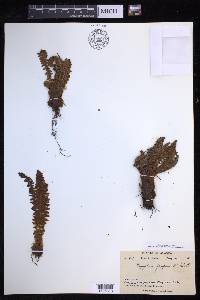 Dryopteris fragrans image