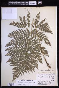 Dryopteris expansa image