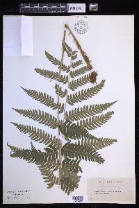 Dryopteris goldieana image