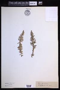 Dryopteris fragrans image