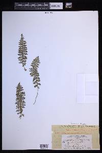 Dryopteris fragrans image