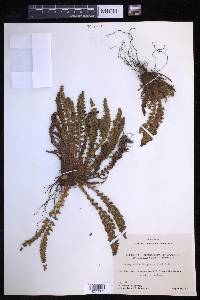 Dryopteris fragrans image