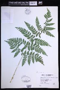 Dryopteris expansa image