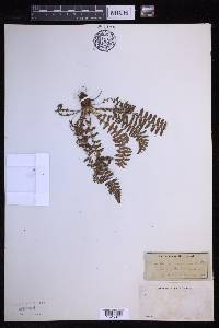 Dryopteris fragrans image