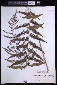 Dryopteris ludoviciana image