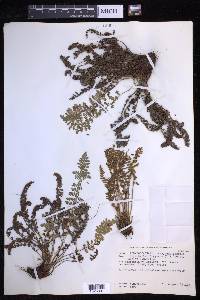 Dryopteris fragrans image