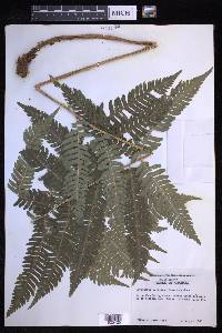 Dryopteris goldieana image