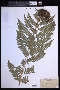 Dryopteris goldieana image