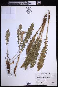 Dryopteris fragrans image