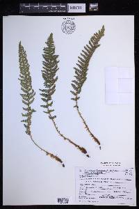 Dryopteris fragrans image