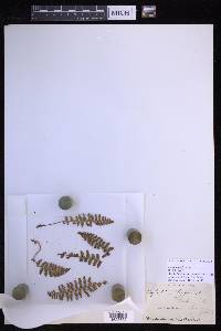 Dryopteris fragrans image