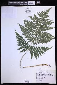 Dryopteris expansa image