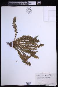 Dryopteris fragrans image