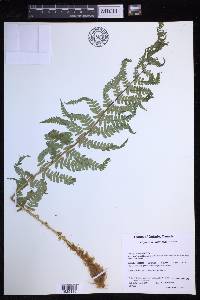 Dryopteris filix-mas image