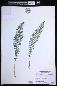 Dryopteris fragrans image