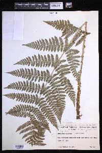 Dryopteris expansa image