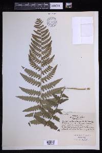 Dryopteris ludoviciana image