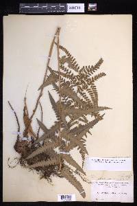 Dryopteris ludoviciana image