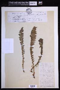 Dryopteris fragrans image