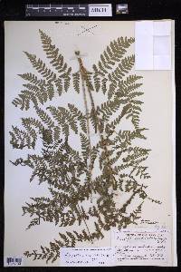 Dryopteris expansa image