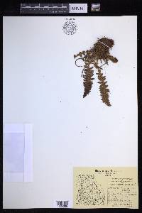 Dryopteris fragrans image