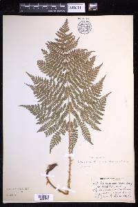 Dryopteris expansa image