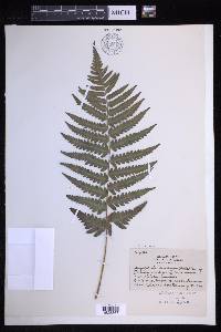 Dryopteris ludoviciana image