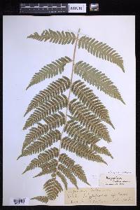 Dryopteris goldieana image