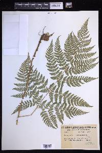 Dryopteris expansa image