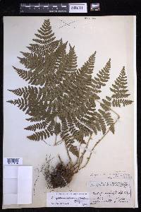 Dryopteris expansa image