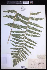 Dryopteris filix-mas image