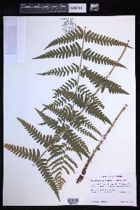 Dryopteris ludoviciana image