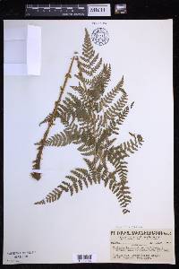 Dryopteris expansa image