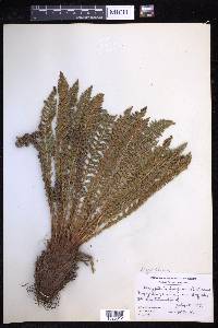 Dryopteris fragrans image