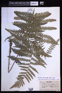 Dryopteris ludoviciana image