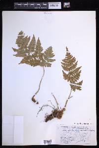 Dryopteris expansa image