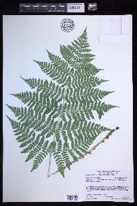 Dryopteris expansa image