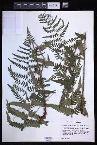 Dryopteris ludoviciana image