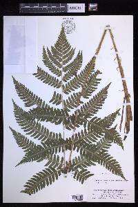 Dryopteris goldieana image