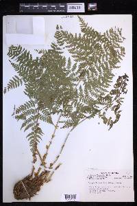 Dryopteris expansa image