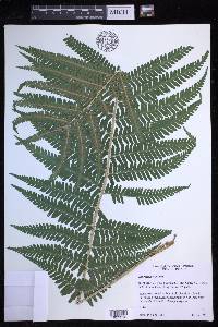 Dryopteris filix-mas image