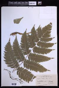 Dryopteris goldieana image