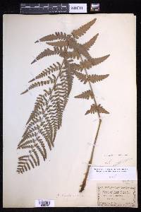 Dryopteris ludoviciana image