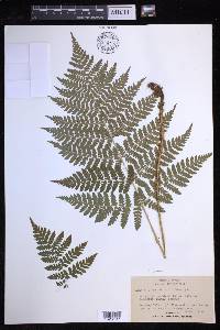 Dryopteris expansa image