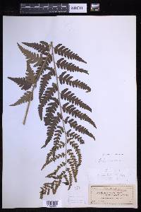 Dryopteris ludoviciana image