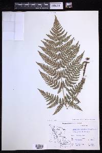 Dryopteris expansa image