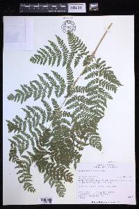 Dryopteris expansa image